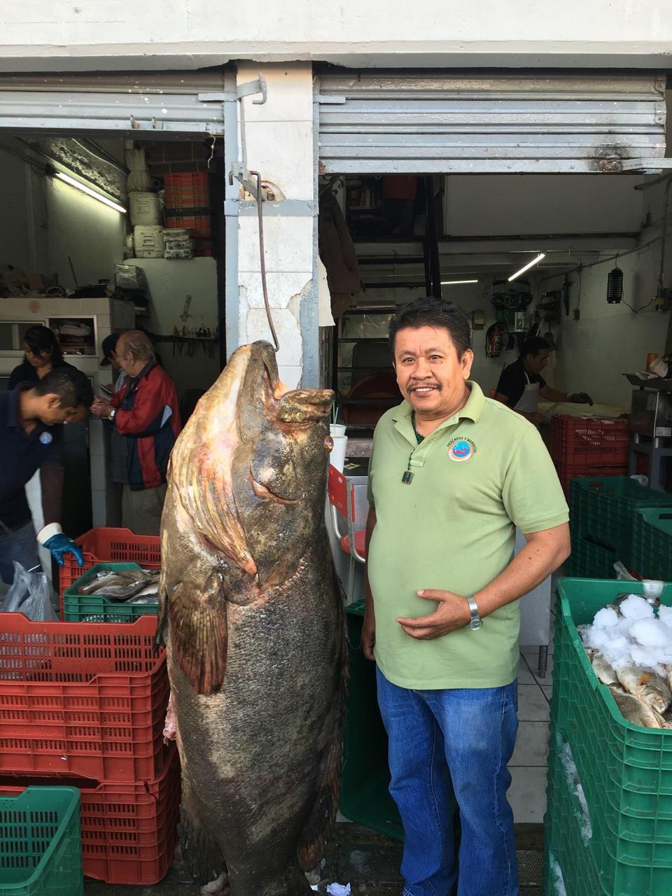 Alfonso Tapia Meza — Fundador de Productos AltaMeza