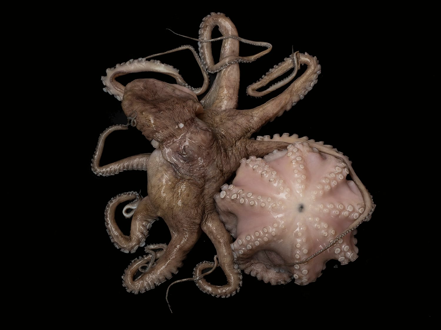 Pulpo Maya