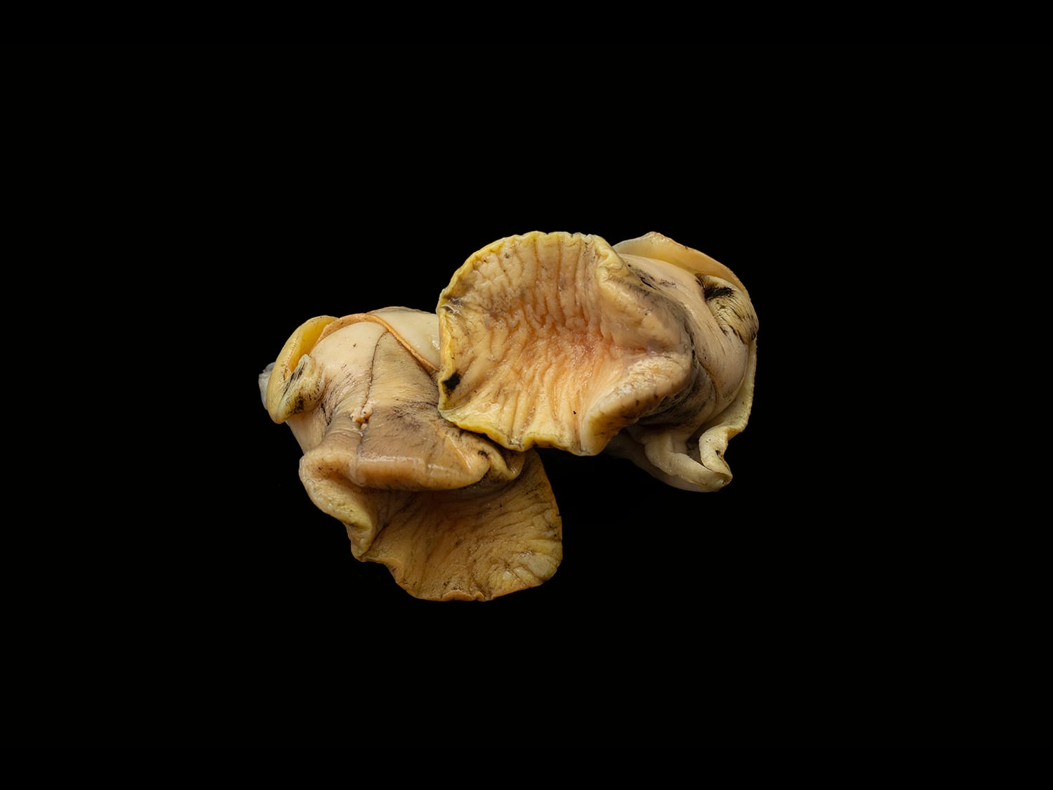Caracol