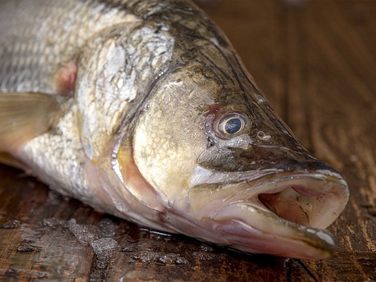 Robalo