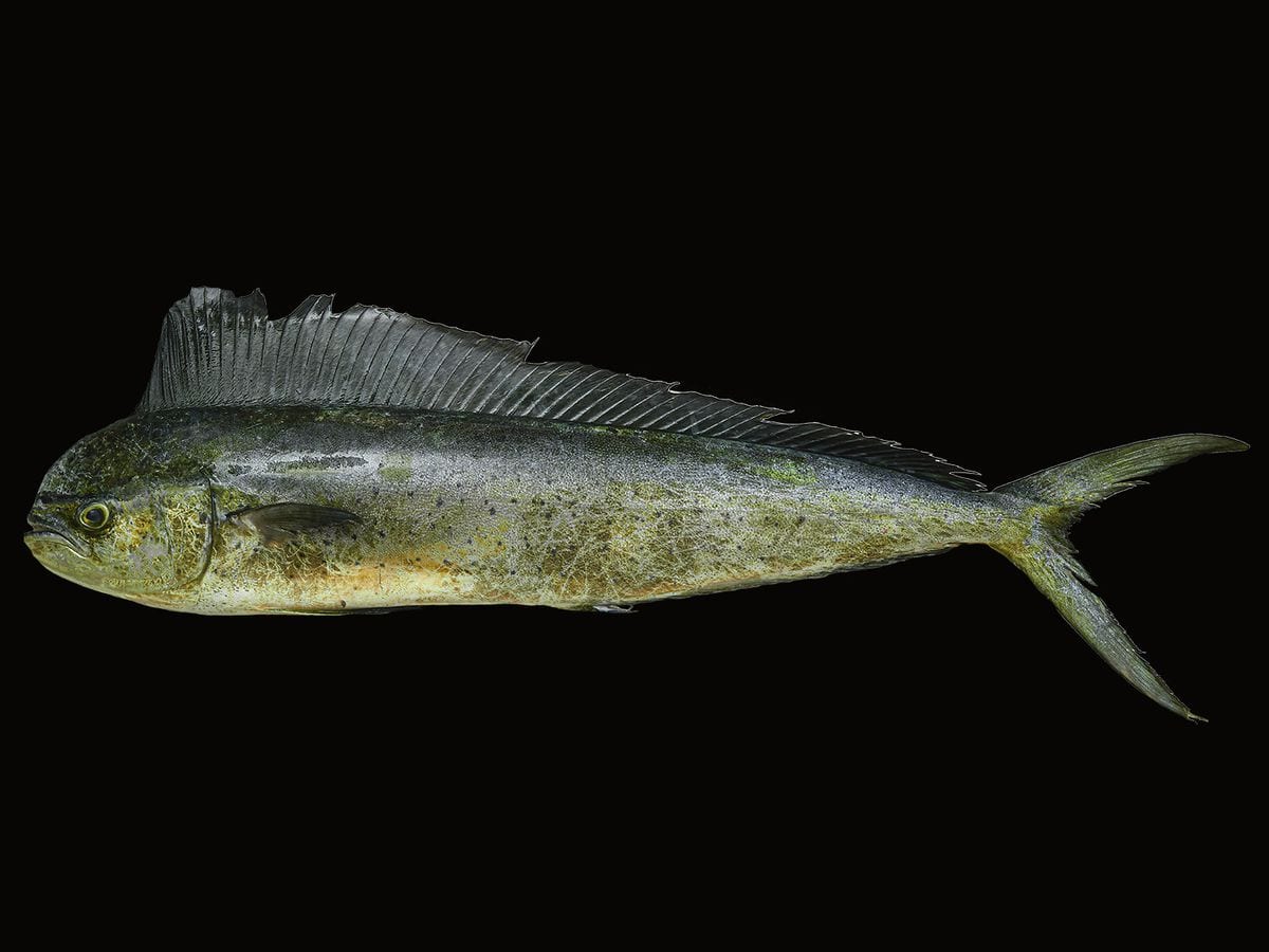 Dorado