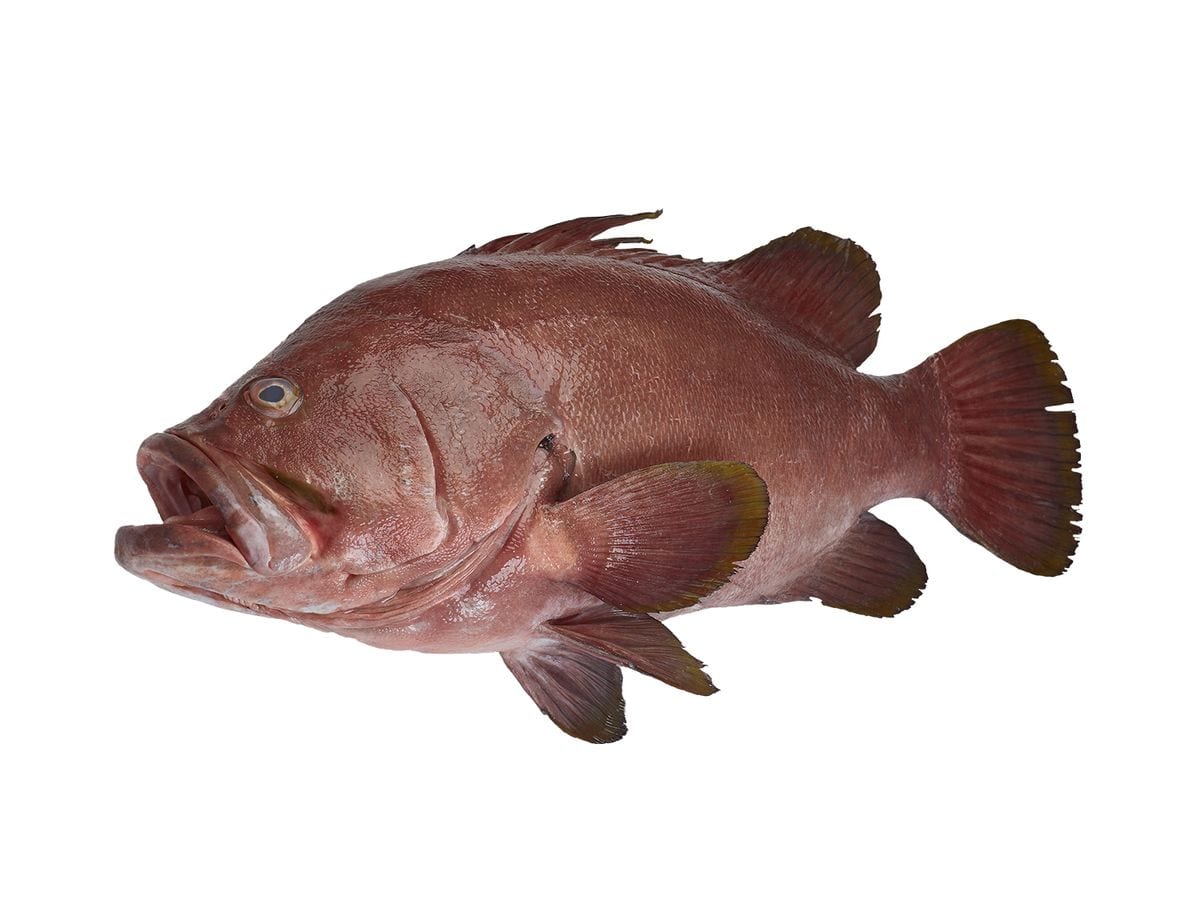 Baqueta